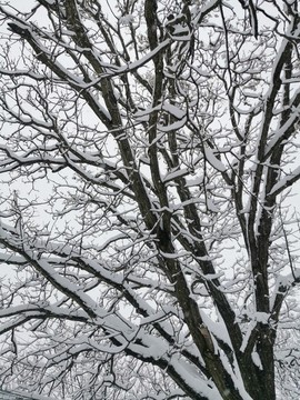 樹枝紋理雪景