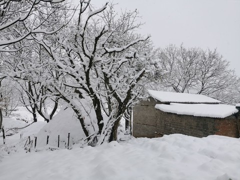 大樹與老房子鄉(xiāng)村雪景
