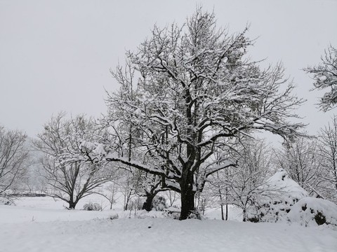 田野中大樹鄉(xiāng)村雪景