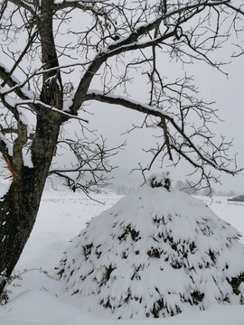 樹枝紋理草堆草垛雪景