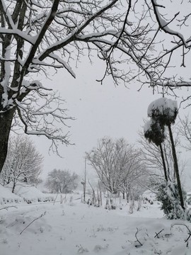 鄉(xiāng)村雪景大樹美景樹枝紋理