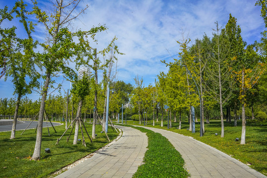 天津文化中心園林小路