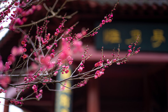 盛開梅花