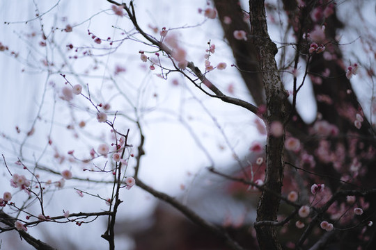 粉色梅花