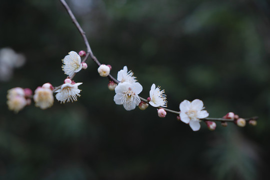 梅花