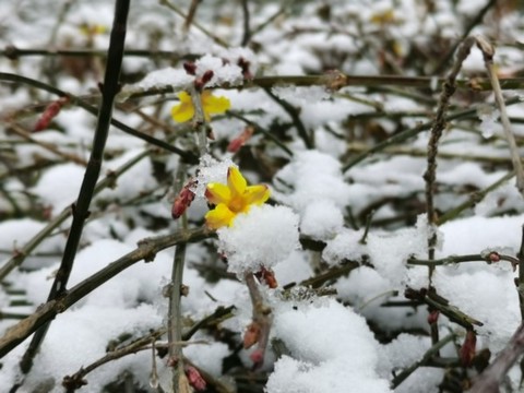 迎春花