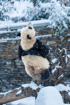 雪地大熊貓