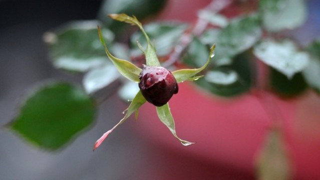 月季花