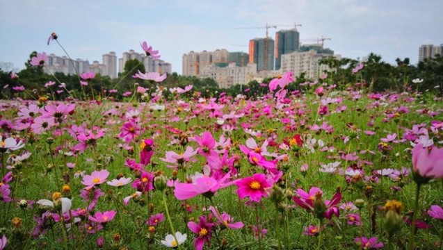 城市公園的秋英花叢