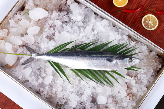 馬鮫魚