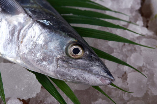 馬鮫魚