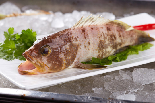 石斑魚