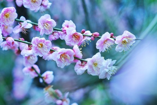 盛開的梅花