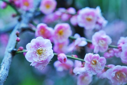 盛開(kāi)的梅花