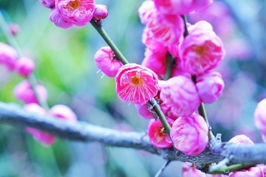 梅花