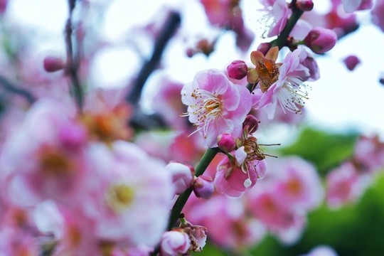梅花