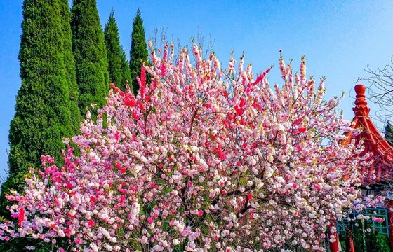 園林桃花盛開