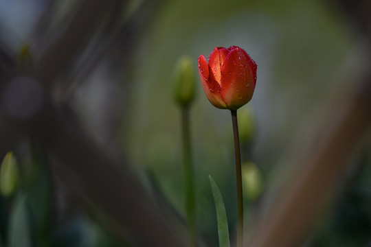 一枝獨(dú)秀