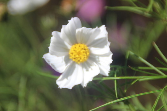白花除蟲菊