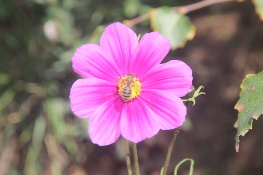 萬壽菊