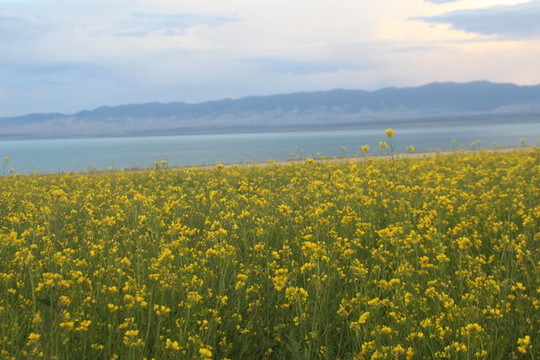 油菜花海