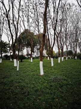 森林公園