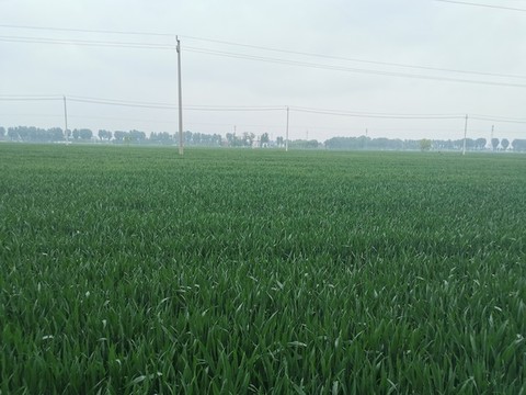 麥田