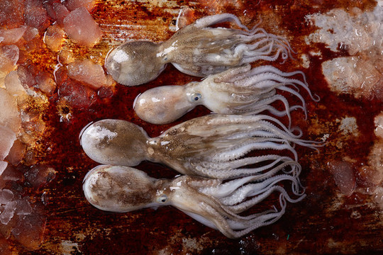 小章魚