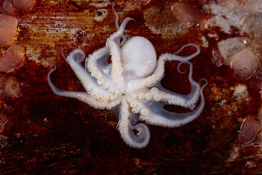 小章魚