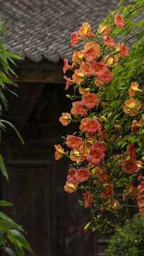 凌霄花開紅似火