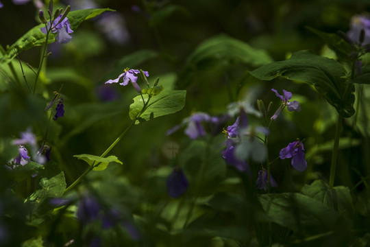 諸葛菜的花朵