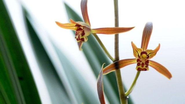 蘭花