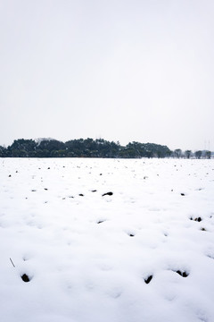 雪地