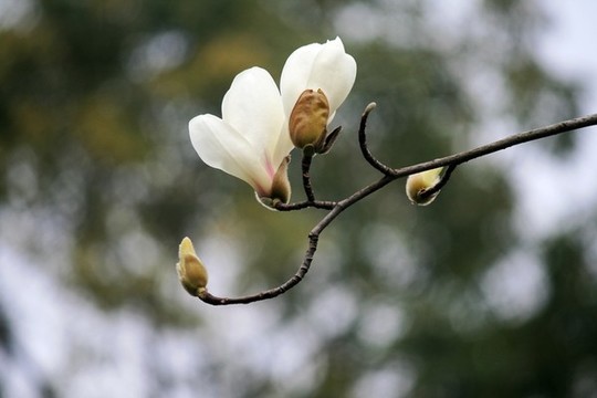 玉蘭花