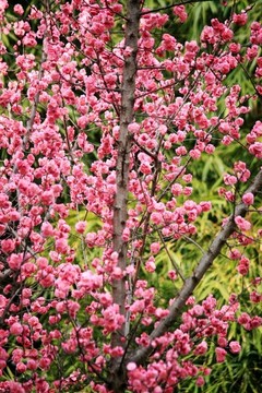 紅梅花樹