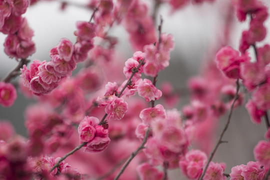 梅花