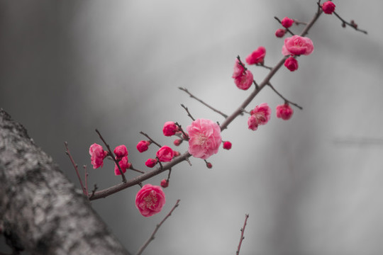 梅花