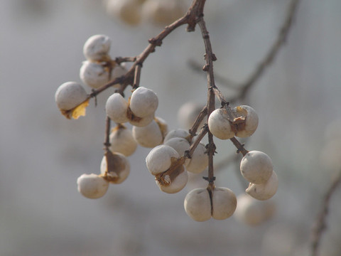 烏桕樹(shù)的種子