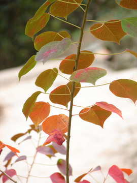 秋天烏桕樹(shù)紅色的葉子