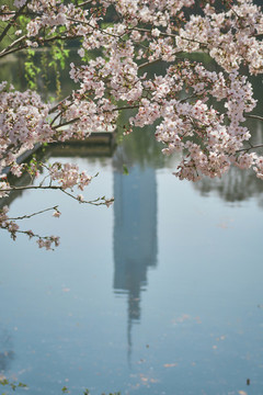 染井吉野櫻