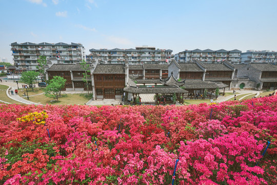 滿山遍地映山紅
