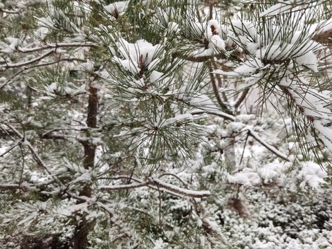 雪后的城市