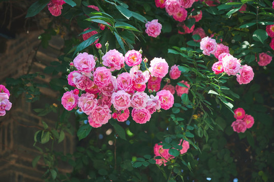 七姊妹薔薇
