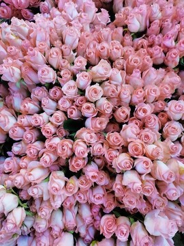 玫瑰花