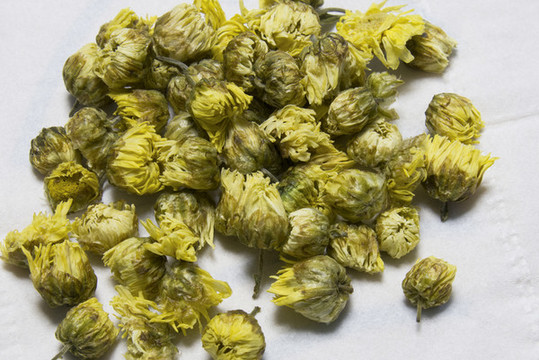 胎菊特寫