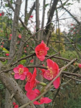 紅梅