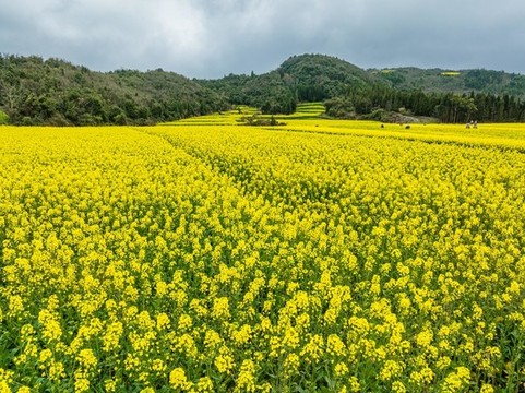 航拍羅平油菜花