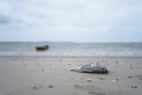 魚(yú)