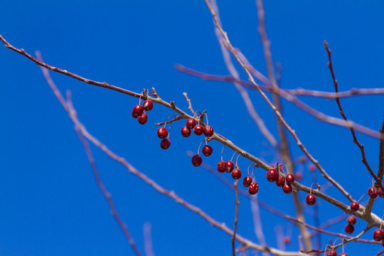 紅果
