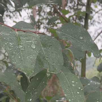 雨滴树叶